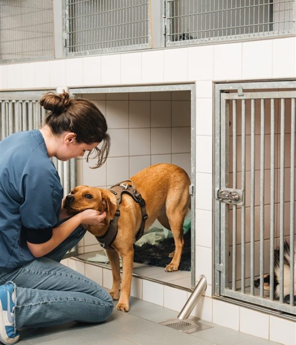 Onderzoek Hond Dierenkliniek Hellendoorn