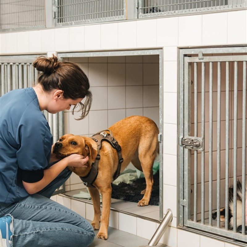 Onderzoek Hond Dierenkliniek Hellendoorn