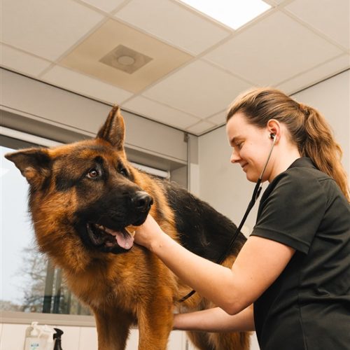 Onderzoek Hond Dierenkliniek Hellendoorn