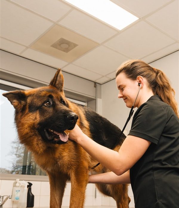 Onderzoek Hond Dierenkliniek Hellendoorn