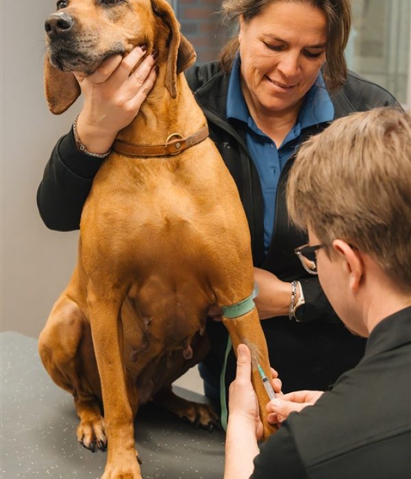 Bloedafname Hond Dierenkliniek Hellendoorn