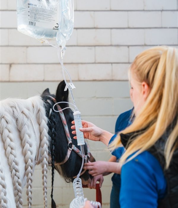 De beste zorg voor jou paard Dierenkliniek Hellendoorn