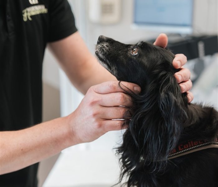 De beste zorg voor je hond