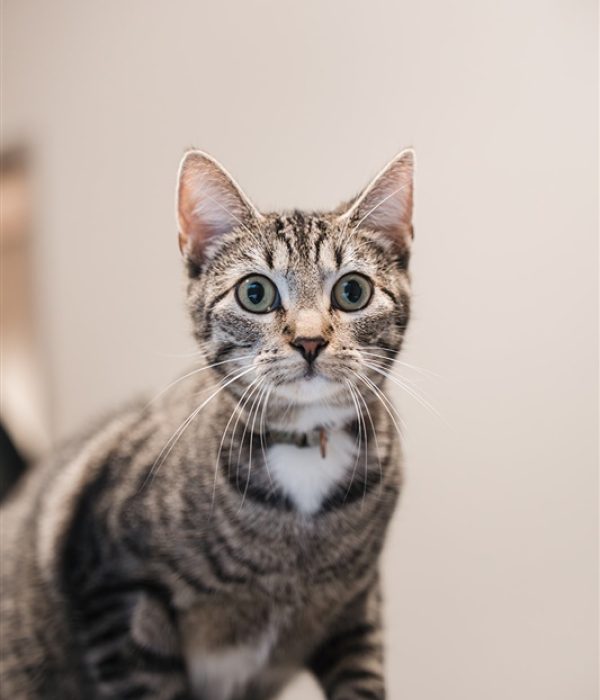 Kat Dierenkliniek Hellendoorn