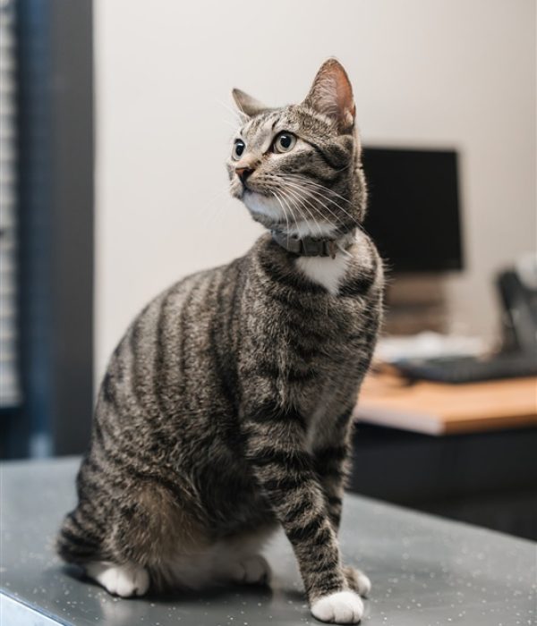 Kat Dierenkliniek Hellendoorn