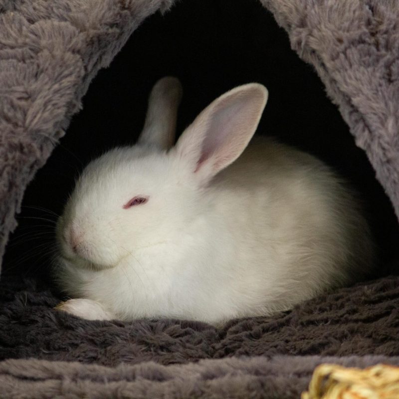 Konijn Dierenkliniek Hellendoorn