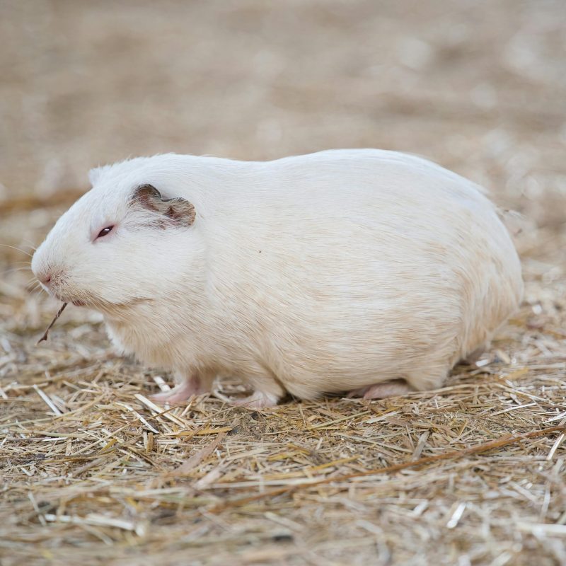 Cavia Dierenkliniek Hellendoorn